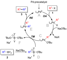 Mechanism of the Suzuki reaction Reaciton Mechanism of Suzuki reaction.png