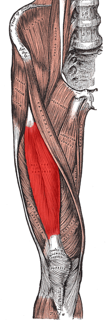 Rectus femoris.png