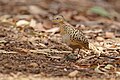 Red-backed Buttonquail, Springvale Road, Wondecla, Tablelands, Queensland, Australia