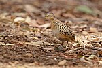 Thumbnail for Red-backed buttonquail