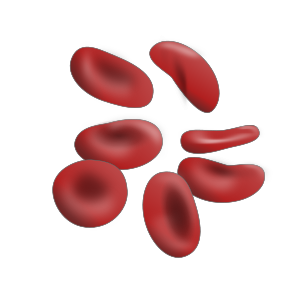 Red blood cells.svg