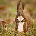 Red squirrel (49344026932).jpg