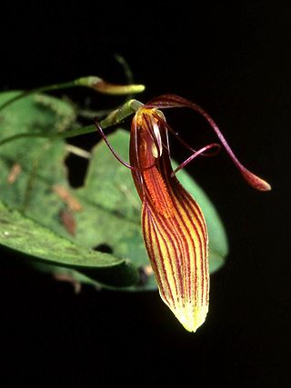 <i>Restrepia wageneri</i> Species of orchid