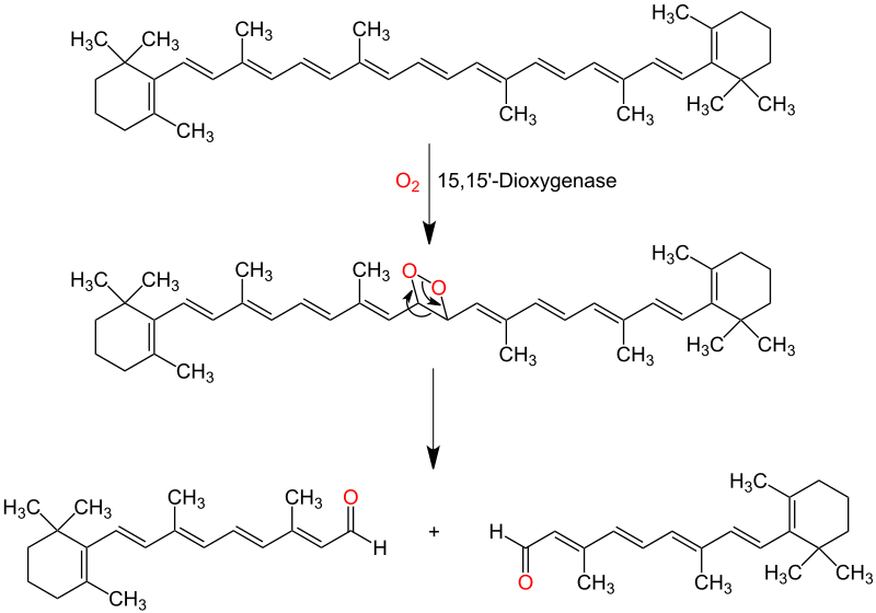 File:Retinal Biosynthesis V.2.svg