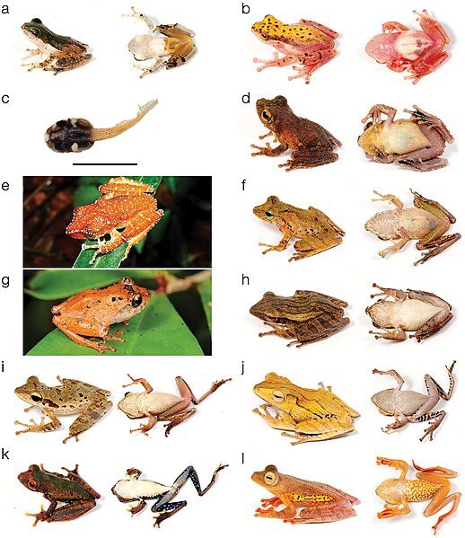 File:Rhacophoridae (10.3897-evolsyst.2.27020) Figure 5.jpg