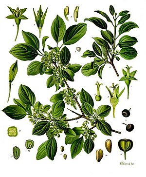 Illustration[1] des Purgier-Kreuzdorns (Rhamnus cathartica)