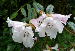 Rhododendren: Beschreibung, Giftigkeit, Verbreitung und Evolution