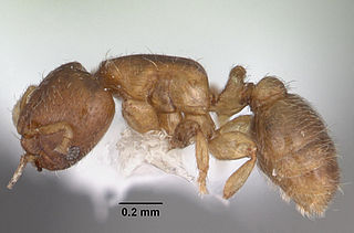 <i>Rhopalomastix</i> Genus of ants