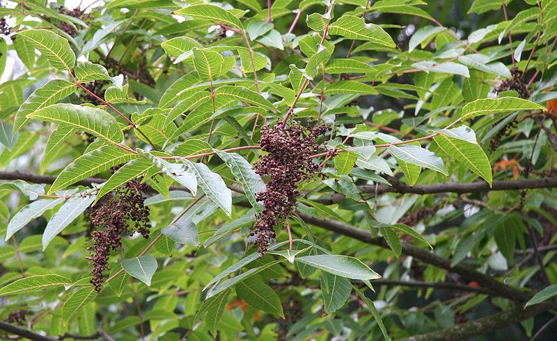 File:Rhus potaninii.jpg