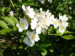 Rosa multiflora var. multiflora1UME.jpg
