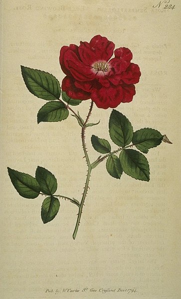 File:Rose Curtis Botanical Magazine.jpg