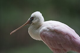 Roseate spoonbill juvenile (14105072297).jpg