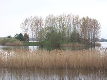 Roseaux devant l'île aux carpes.