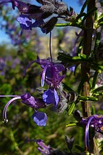 Miniatura para Salvia jordanii