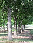 Row of trees Lindsay Pryor National Arboretum.JPG