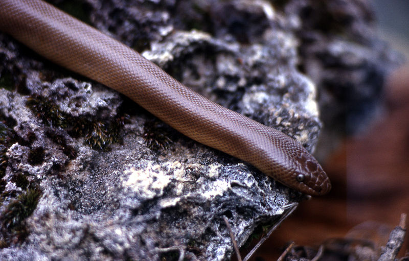 File:Rubber-boa-01217.jpg