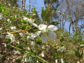 Rubus palmatus var. coptophyllus.JPG