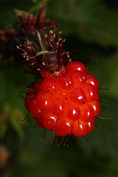 File:Rubus spectabilis 1564.JPG