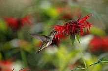 Ruby-throated hummingbird (Archilochus colubris) at scarlet beebalm flowers (Monarda didyma) RubyThroatedHummingbird.jpg