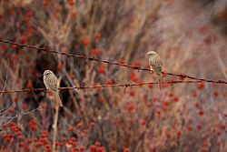 Rufous-crowned Sparrows.jpg