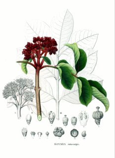 <i>Tetradium ruticarpum</i> Species of tree