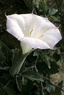 <i>Datura</i> Genus of plants