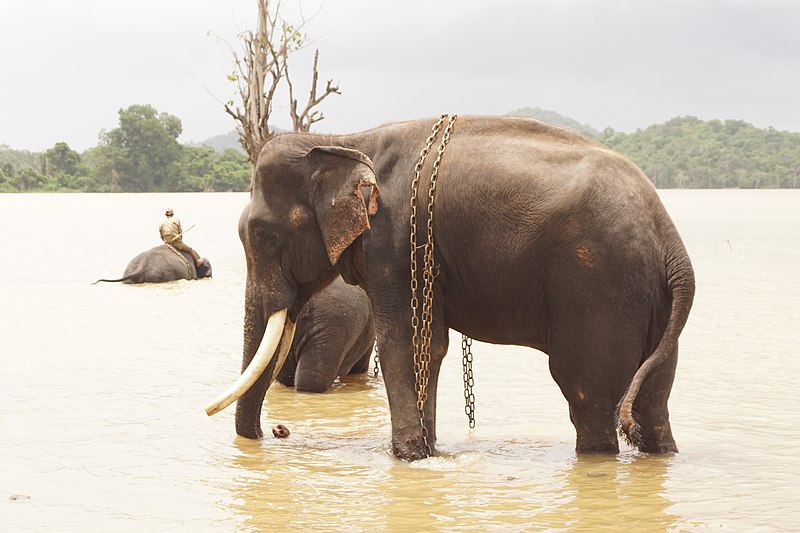 File:Sakrebailu elephant camp 15.jpg