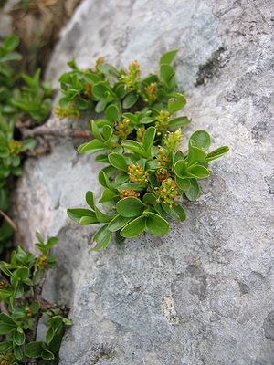 Blunt-leaved willow (Salix retusa)