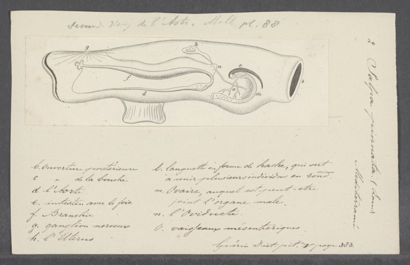 File:Salpa pinnata - - Print - Iconographia Zoologica - Special Collections University of Amsterdam - UBAINV0274 092 08 0006.tif