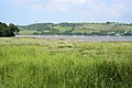 Salt marsh on a lower bank of the River Tamar