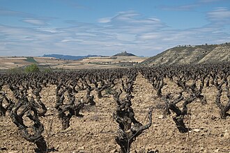 The vineyards of San Asensio. In the distance is a medieval castle. San Asensio Vinas 415.jpg