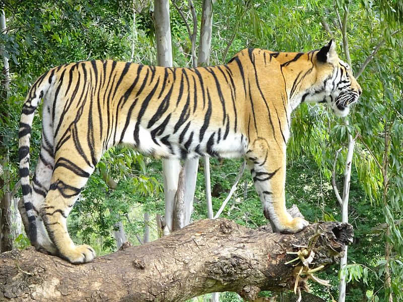 File:Save Tiger to Save Wildlife.jpg