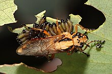 Sawfly and larvae.jpg