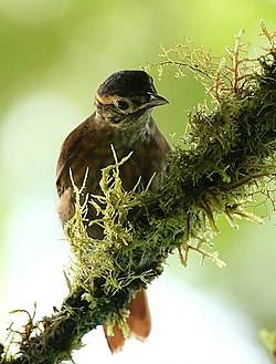 Suomukurkkuorneero (Anabacerthia variegaticeps)