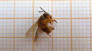 <i>Scaptotrigona postica</i> Species of bee