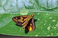 Scarce pathfinder (Pardaleodes sator sator) male.jpg