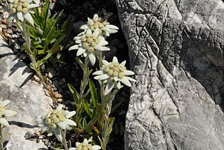 Giardino alpino di Schachen 02.jpg