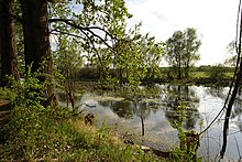 Naturschutzgebiet Scheelhecke von Groß-Zimmern (2020)