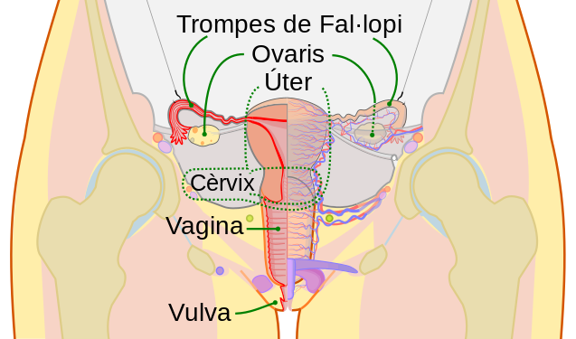 Vista frontal esquemàtica de l'aparell reproductor femení