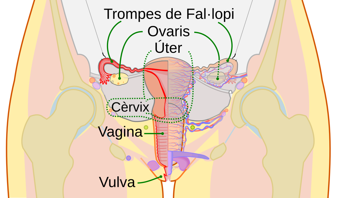 Aparell sexual femení