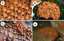 Schizoporella japonica (A : observation en microscopie optique) qui encroûtent les rochers (B, C et D).