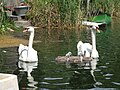 Schwanenpaar mit Jungen im Sonnensee, Nordwestecke