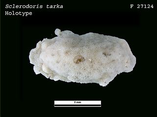 <i>Sclerodoris tarka</i> Species of gastropod