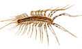 Image 9The house centipede Scutigera coleoptrata has rigid sclerites on each body segment. Supple chitin holds the sclerites together and connects the segments flexibly. Similar chitin connects the joints in the legs. Sclerotised tubular leg segments house the leg muscles, their nerves and attachments, leaving room for the passage of blood to and from the hemocoel (from Arthropod exoskeleton)