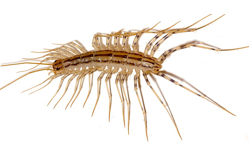 File:Scutigera coleoptrata.JPG