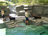 Sea lions at the Melbourne Zoo.