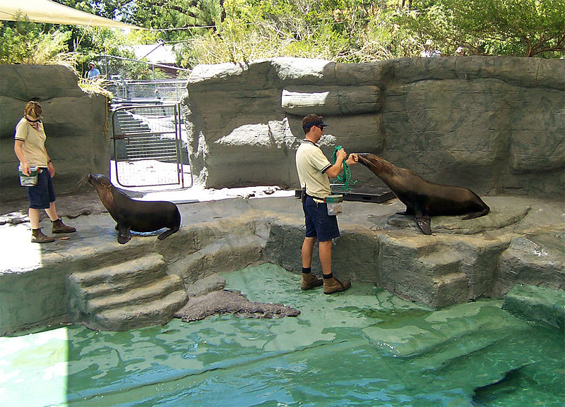 File:Seals@melb zoo.jpg