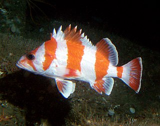 <i>Sebastes rubrivinctus</i> Species of fish