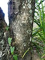 Semecarpus australiensis trunk SF21170.jpg