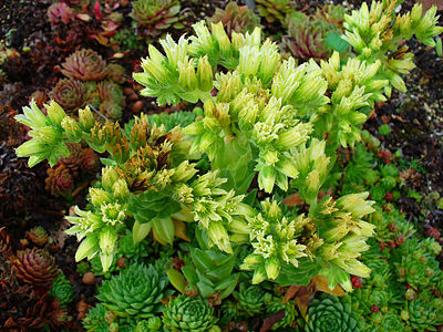 Sempervivum globiferum hirtum Habitus